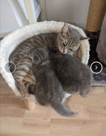 BKH und BLH Kitten suchen ein liebevolles Zuhause.