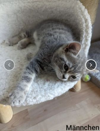 BKH und BLH Kitten suchen ein liebevolles Zuhause.