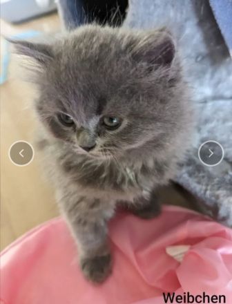 BKH und BLH Kitten suchen ein liebevolles Zuhause.