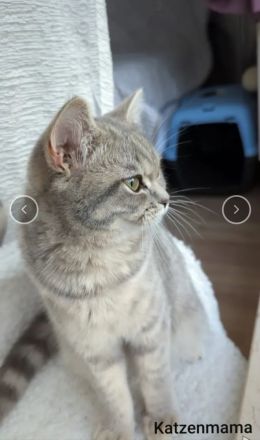 BKH und BLH Kitten suchen ein liebevolles Zuhause.