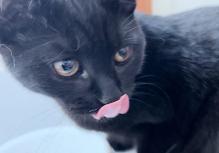 Schwarzer Kater bringt keinen Pech ,nur Glück