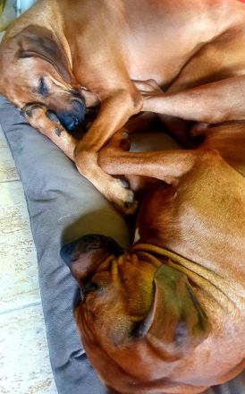 Rhodesian Ridgeback Brüder suchen ein neues Zuhause!!!