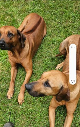 Rhodesian Ridgeback Brüder suchen ein neues Zuhause!!!