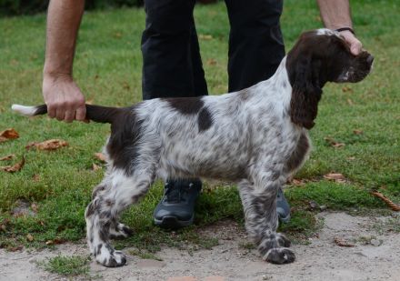 We have a liver white girl FIRST LADY "Lucy"