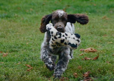 We have a liver white girl FIRST LADY "Lucy"