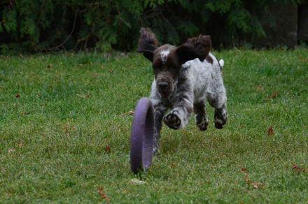 We have a liver white girl FIRST LADY "Lucy"