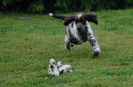 We have a liver white girl FIRST LADY "Lucy"