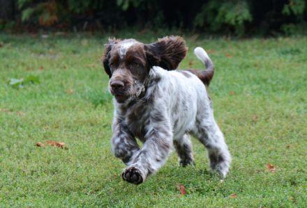 We have a liver white girl FIRST LADY "Lucy"