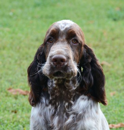 We have a liver white girl FIRST LADY "Lucy"