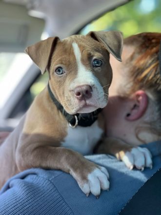 American bully welpe
