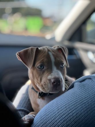 American bully welpe