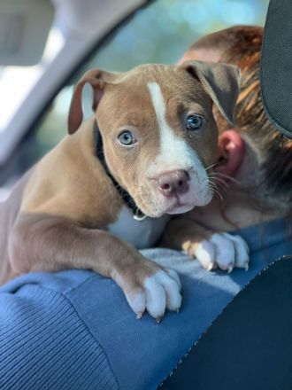 American bully welpe