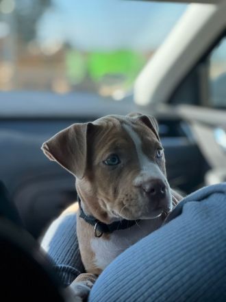 American bully welpe
