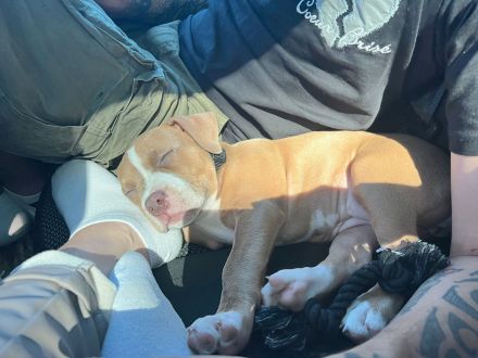 American bully welpe