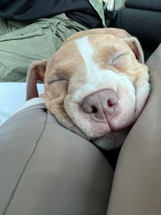 American bully welpe