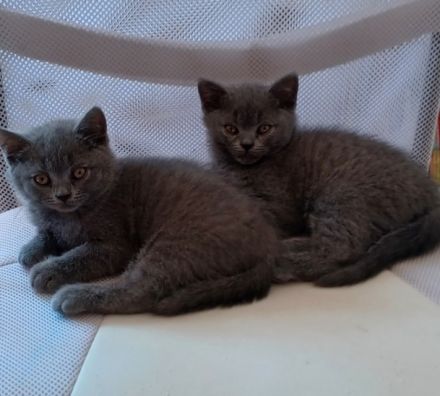 2 wunderschöne reinrassige BKH Kitten