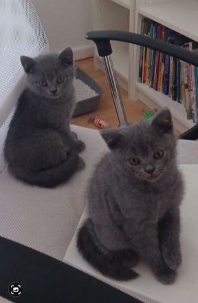 2 wunderschöne reinrassige BKH Kitten