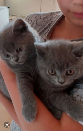 2 wunderschöne reinrassige BKH Kitten