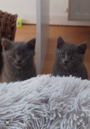 2 wunderschöne reinrassige BKH Kitten