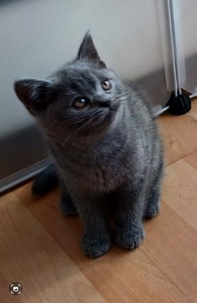 2 wunderschöne reinrassige BKH Kitten