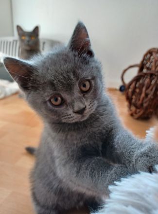 2 wunderschöne reinrassige BKH Kitten