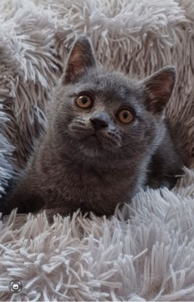 2 wunderschöne reinrassige BKH Kitten