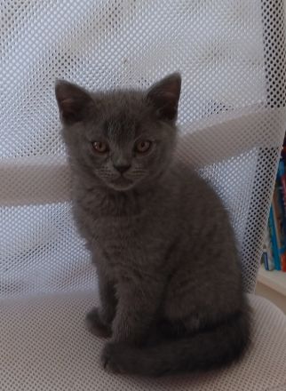 2 wunderschöne reinrassige BKH Kitten