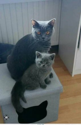 2 wunderschöne reinrassige BKH Kitten