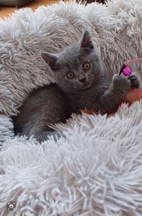 2 wunderschöne reinrassige BKH Kitten