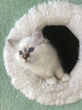 Heilige Birma Kitten mit Stammbaum