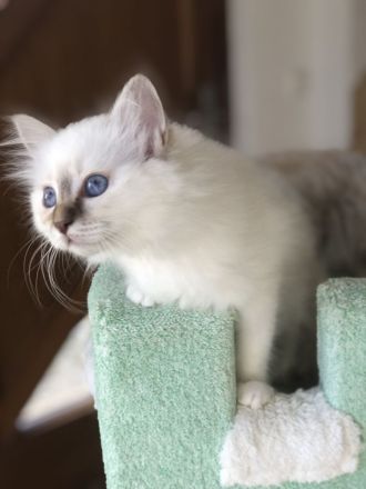 Heilige Birma Kitten mit Stammbaum