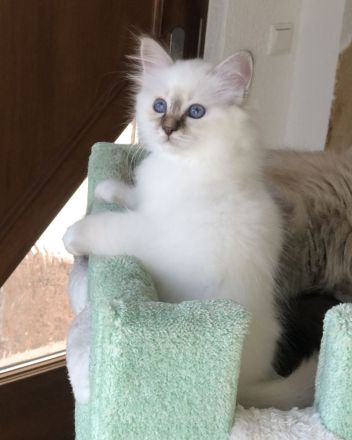 Heilige Birma Kitten mit Stammbaum