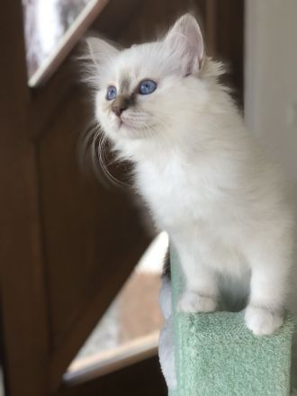 Heilige Birma Kitten mit Stammbaum