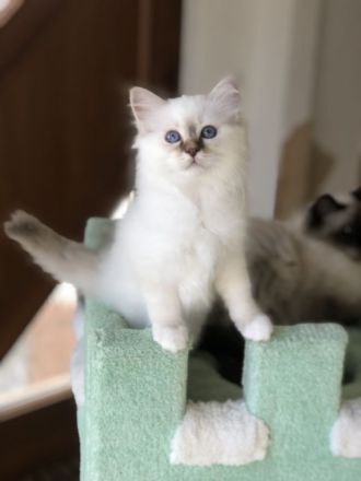 Heilige Birma Kitten mit Stammbaum