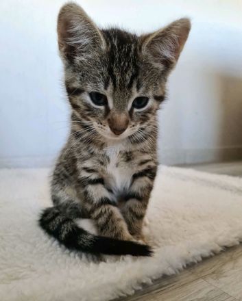 ❤️ Katzenkinder ❤️