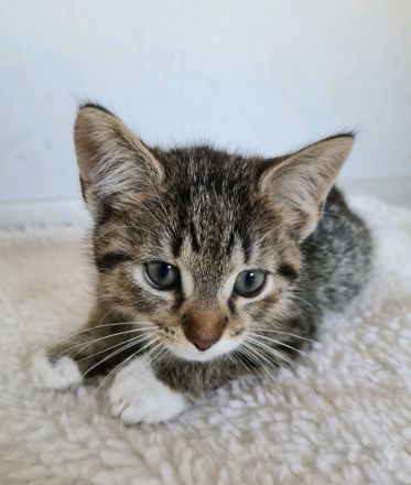 ❤️ Katzenkinder ❤️