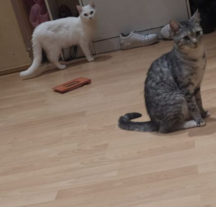 2 Zuckersüße Mädels