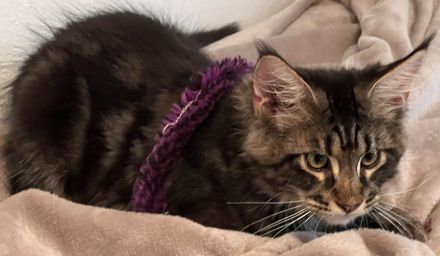 Zucht von Bienenstein