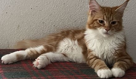 Zucht von Bienenstein