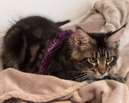 Zucht von Bienenstein