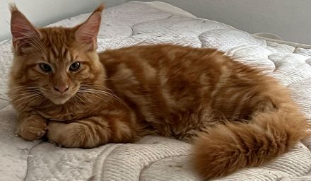 Zucht von Bienenstein