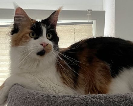 Zucht von Bienenstein