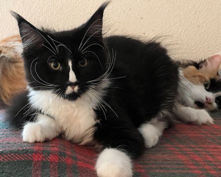 Zucht von Bienenstein