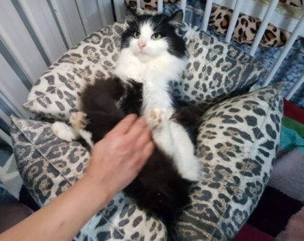 Möchtest du bald Carlos Napf füllen?