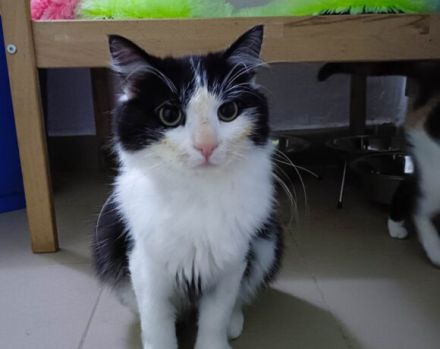 Möchtest du bald Carlos Napf füllen?