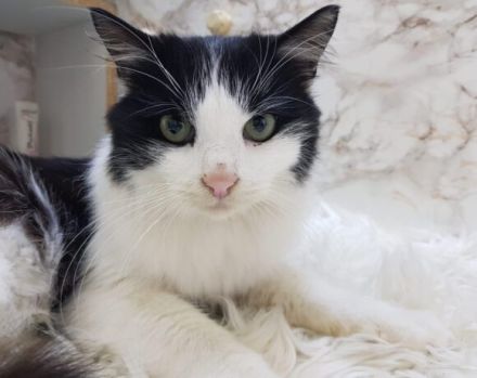 Möchtest du bald Carlos Napf füllen?