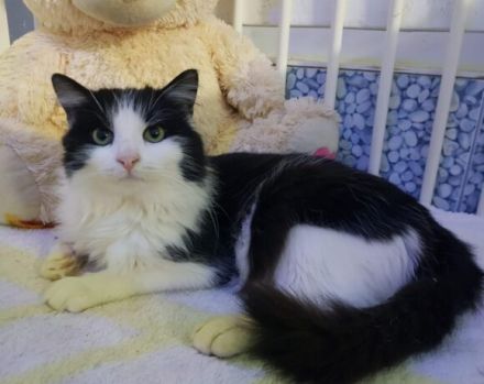 Möchtest du bald Carlos Napf füllen?