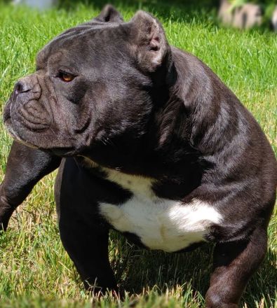 American bully standard