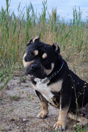 American bully standard