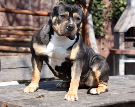 American bully standard